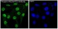 Anti-Phospho-Akt (Ser473) AKT1 Rabbit Monoclonal Antibody